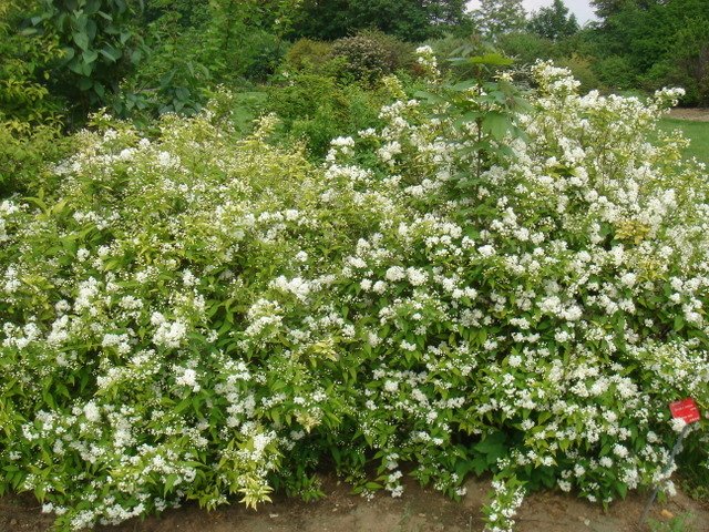Deutzia x lemoinei  P7 P26